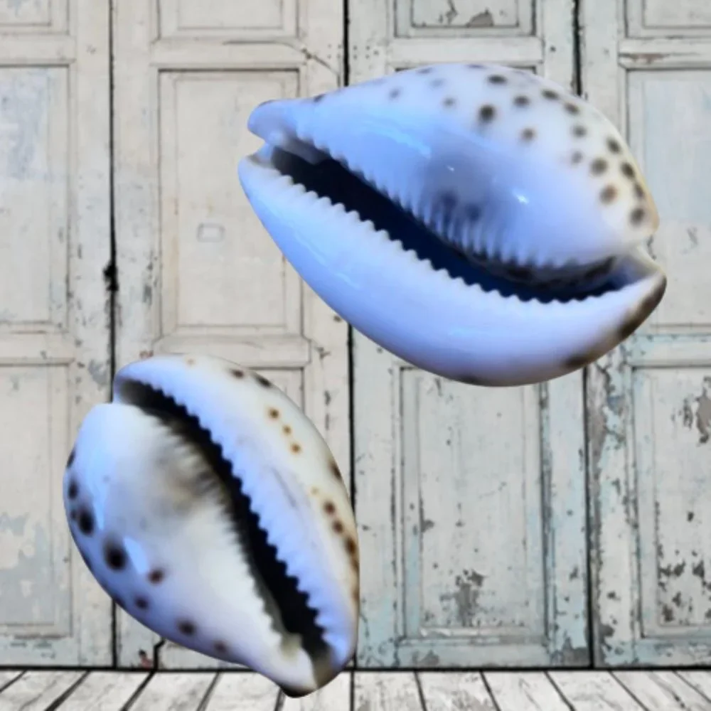 N/A tiger cowrie